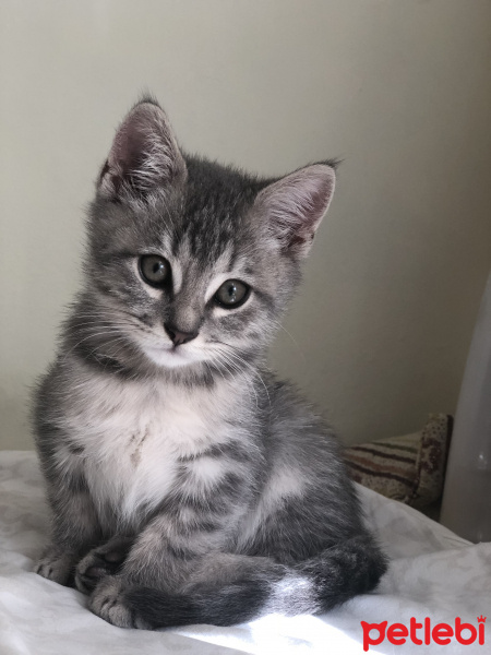 British Shorthair, Kedi  Duman fotoğrafı