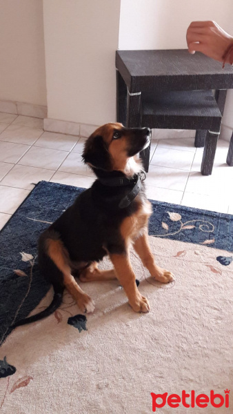 Sokö (Sokak Köpeği), Köpek  Daisy fotoğrafı