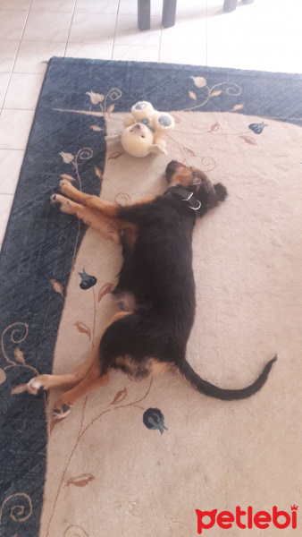 Sokö (Sokak Köpeği), Köpek  Daisy fotoğrafı