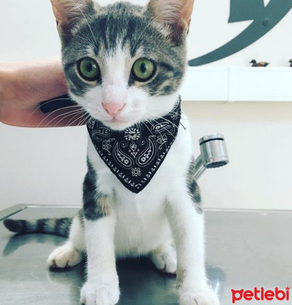 Tekir Kedi, Kedi  Şans fotoğrafı
