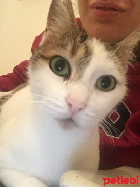 Sarman, Kedi  naz fotoğrafı
