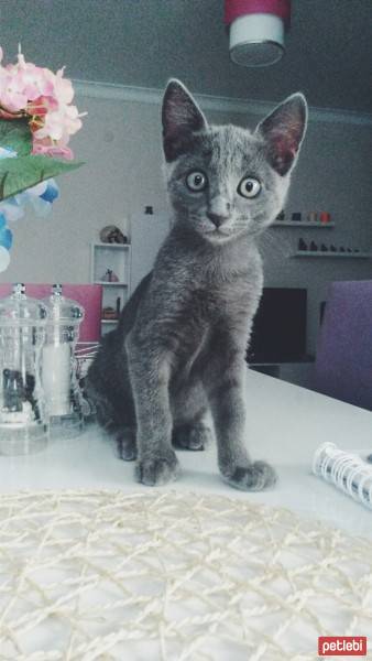 Mavi Rus, Kedi  Küllük  fotoğrafı