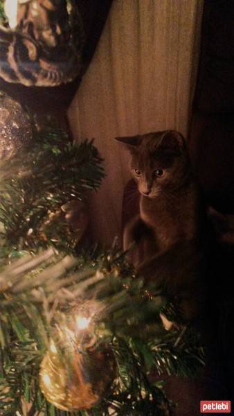 Mavi Rus, Kedi  Küllük  fotoğrafı