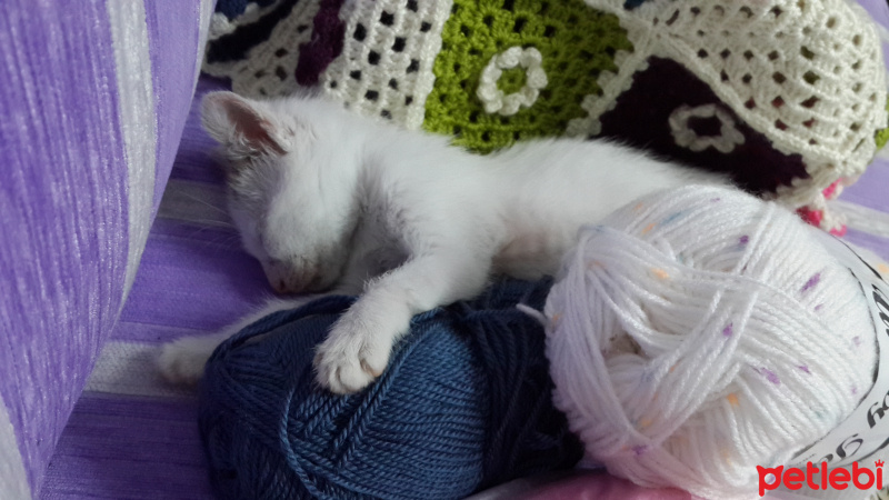 Tekir Kedi, Kedi  Maya fotoğrafı