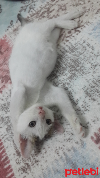 Tekir Kedi, Kedi  Maya fotoğrafı