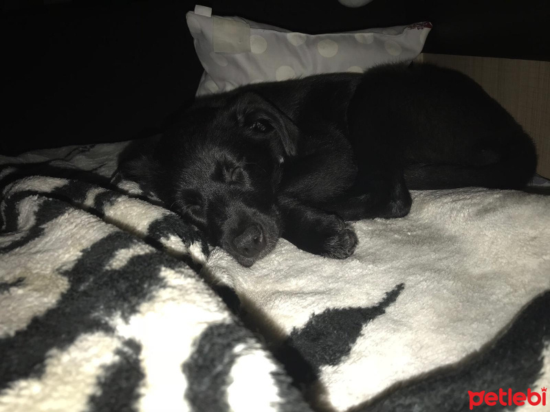 Labrador Retriever, Köpek  Bitter fotoğrafı