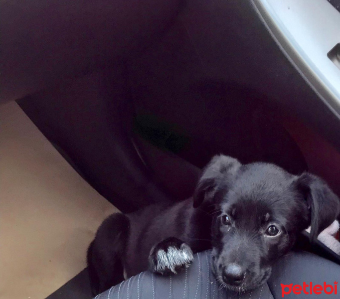 Labrador Retriever, Köpek  Bitter fotoğrafı