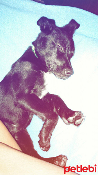 Labrador Retriever, Köpek  Bitter fotoğrafı