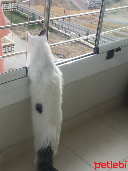 Tekir Kedi, Kedi  Behlül fotoğrafı