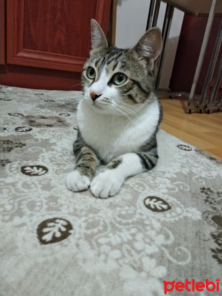 Tekir Kedi, Kedi  Hırhir fotoğrafı