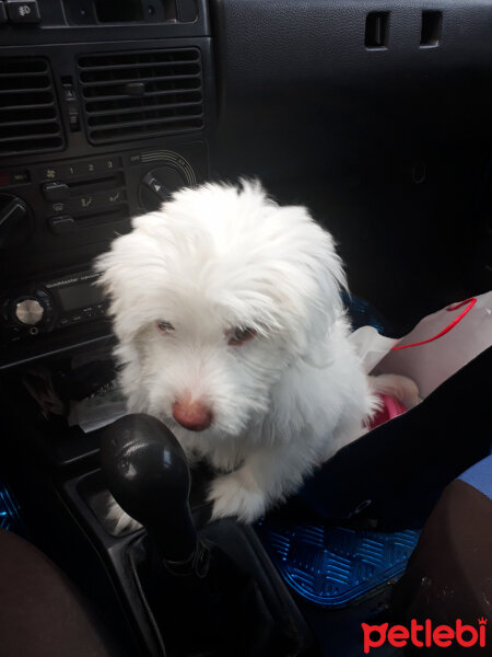 Maltese, Köpek  Pufi fotoğrafı