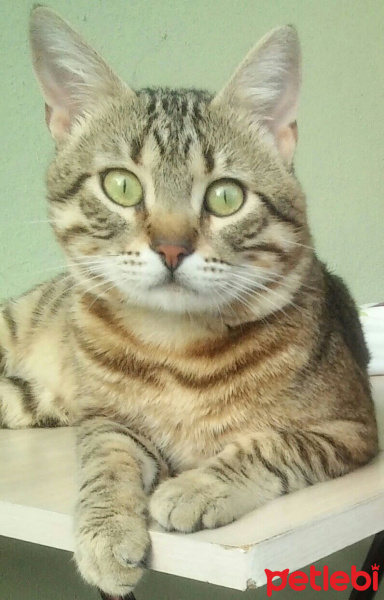 Tekir Kedi, Kedi  Bonibon fotoğrafı