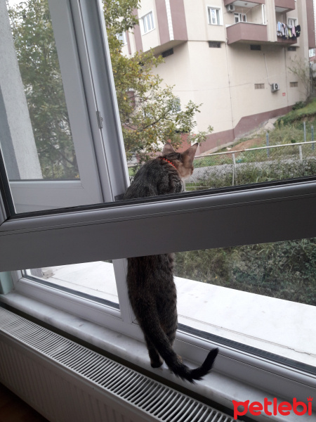 Tekir Kedi, Kedi  Poyraz fotoğrafı