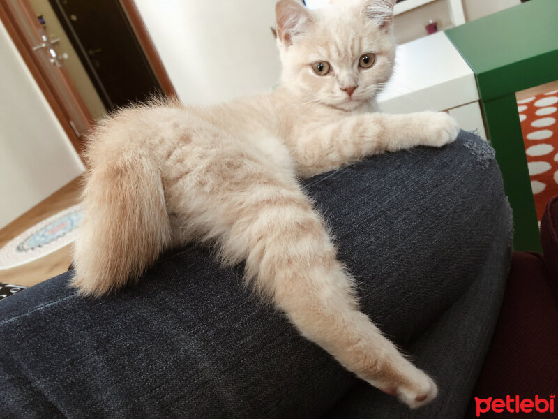 British Shorthair, Kedi  Ferguson fotoğrafı