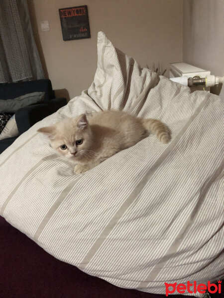 British Shorthair, Kedi  Ferguson fotoğrafı