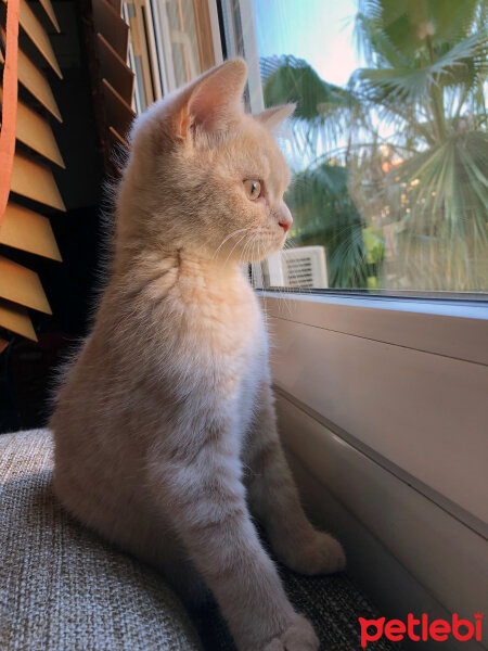 British Shorthair, Kedi  Ferguson fotoğrafı