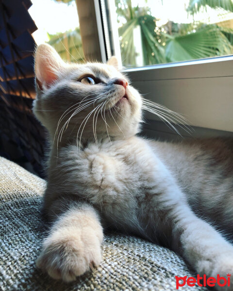 British Shorthair, Kedi  Ferguson fotoğrafı