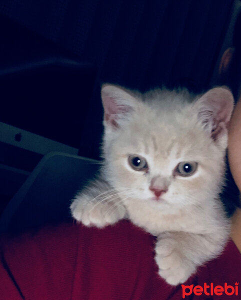 British Shorthair, Kedi  Ferguson fotoğrafı