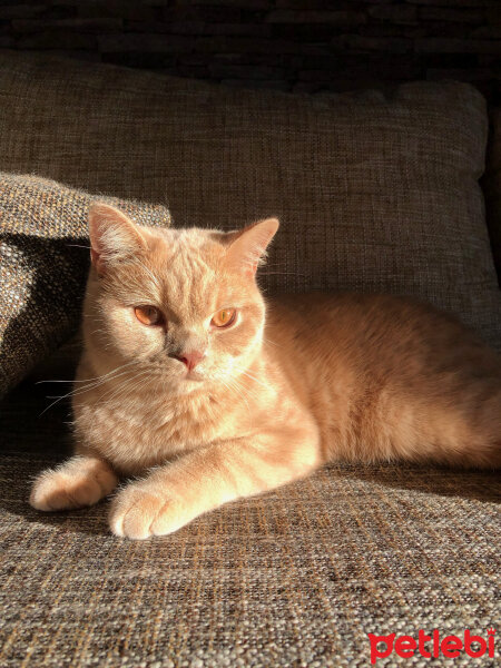 British Shorthair, Kedi  Ferguson fotoğrafı