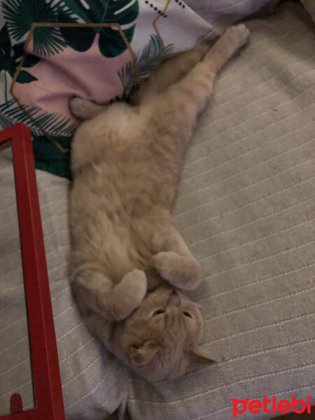 British Shorthair, Kedi  Ferguson fotoğrafı