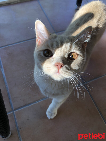 British Shorthair, Kedi  Ferguson fotoğrafı