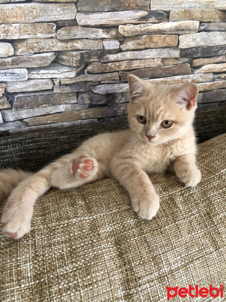 British Shorthair, Kedi  Ferguson fotoğrafı