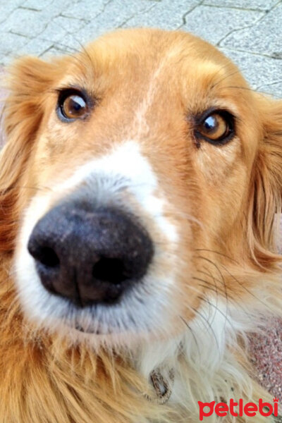 Golden Retriever, Köpek  Korsan fotoğrafı