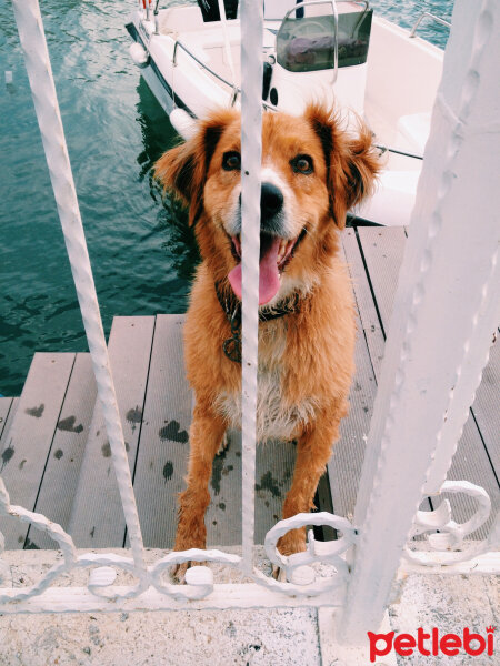 Golden Retriever, Köpek  Korsan fotoğrafı