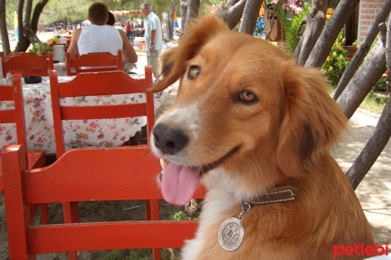 Golden Retriever, Köpek  Korsan fotoğrafı