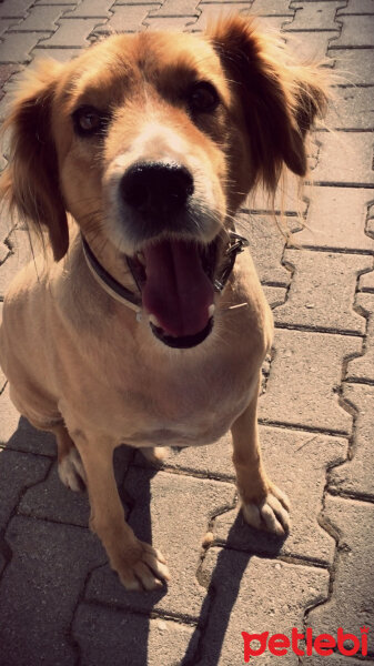 Golden Retriever, Köpek  Korsan fotoğrafı