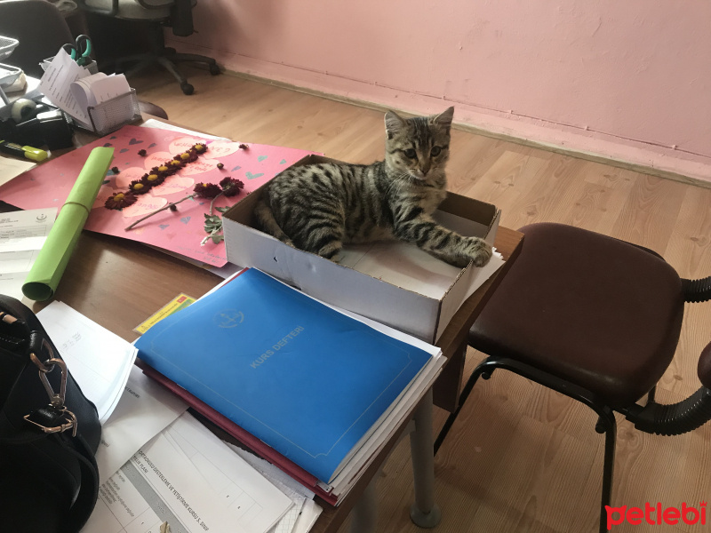 Tekir Kedi, Kedi  Pertev fotoğrafı