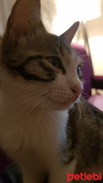 Tekir Kedi, Kedi  Şanslı fotoğrafı