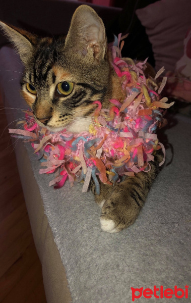 Tekir Kedi, Kedi  Miu fotoğrafı