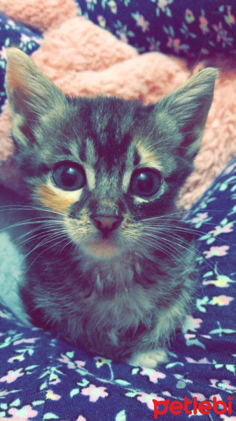 Tekir Kedi, Kedi  Miu fotoğrafı