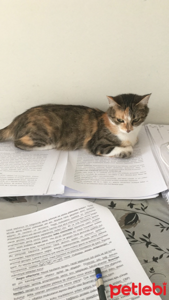 Tekir Kedi, Kedi  Bıdılık fotoğrafı