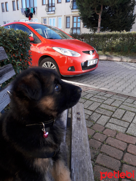 Alman Çoban Köpeği, Köpek  Tina fotoğrafı
