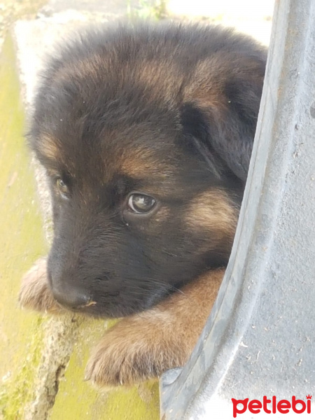 Alman Çoban Köpeği, Köpek  Tina fotoğrafı