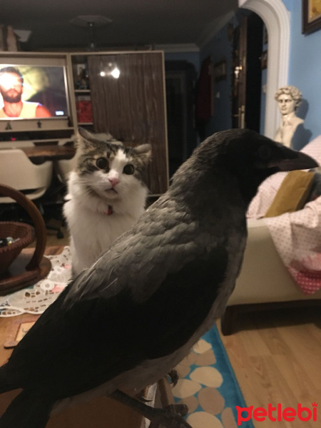 Tekir Kedi, Kedi  Kundun fotoğrafı