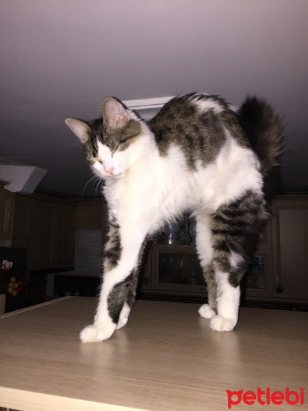 Tekir Kedi, Kedi  Kundun fotoğrafı