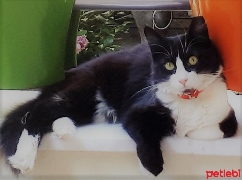 Tekir Kedi, Kedi  NAZ fotoğrafı