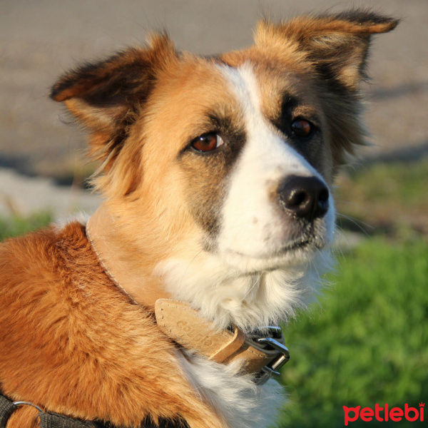 Border Collie, Köpek  Zodiac fotoğrafı