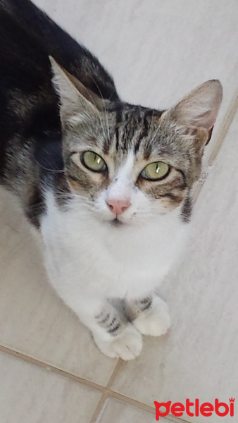 Tekir Kedi, Kedi  SOSİS fotoğrafı