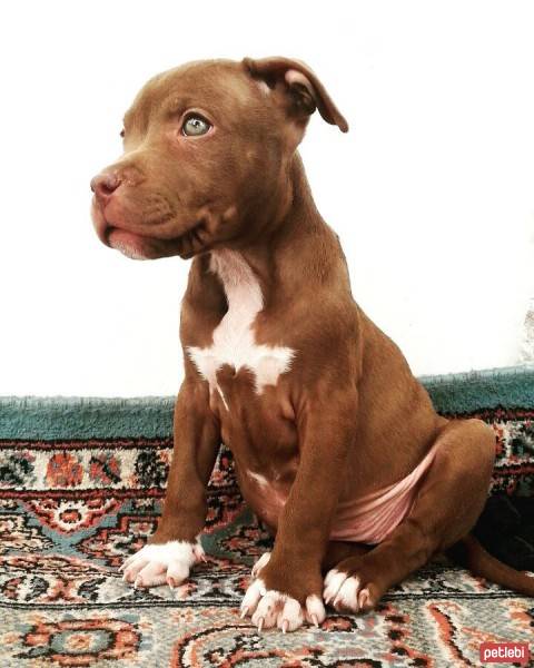 Amerikan Pitbull Terrier, Köpek  Mia fotoğrafı