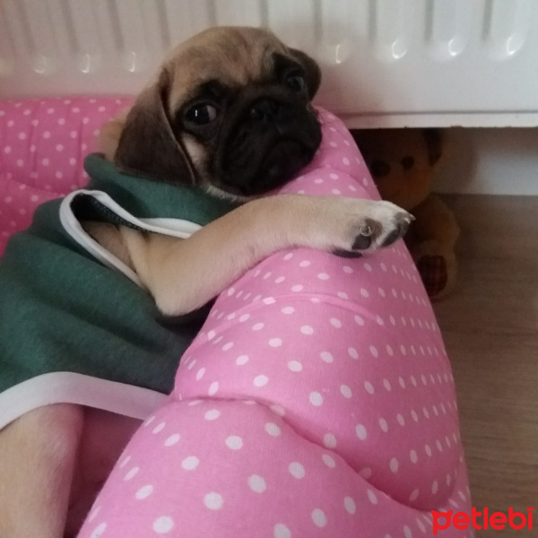 Pug, Köpek  Daisy fotoğrafı
