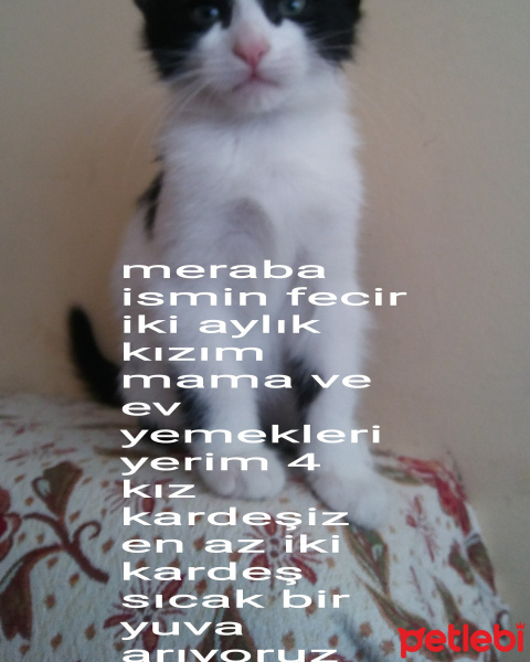 Tekir Kedi, Kedi  Fecir fotoğrafı