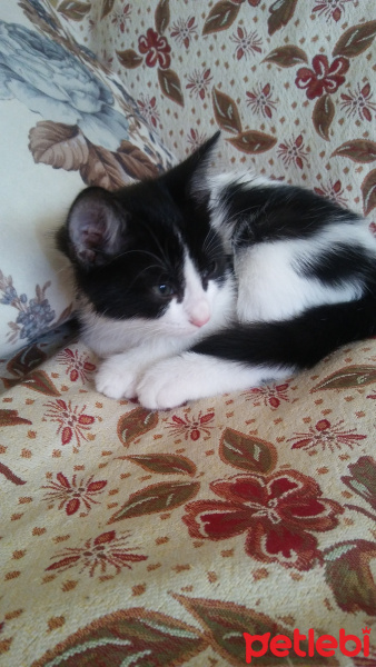 Tekir Kedi, Kedi  Fecir fotoğrafı
