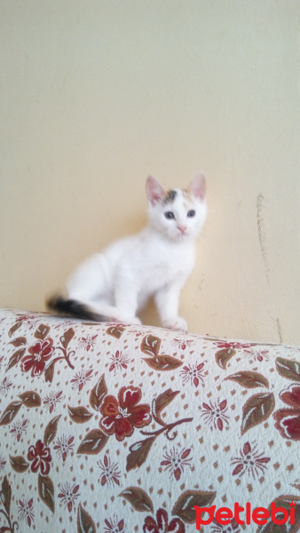 Tekir Kedi, Kedi  Ayaz fotoğrafı