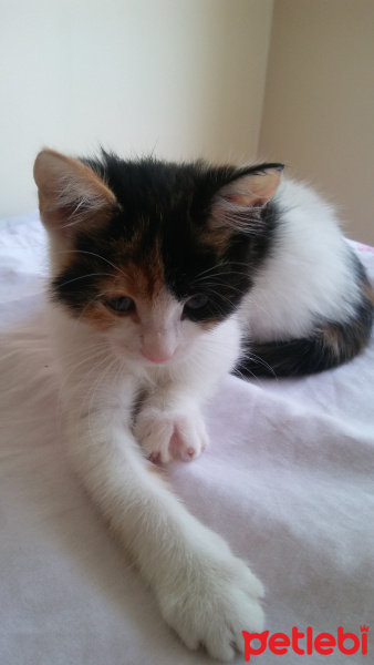 Tekir Kedi, Kedi  Saruç fotoğrafı