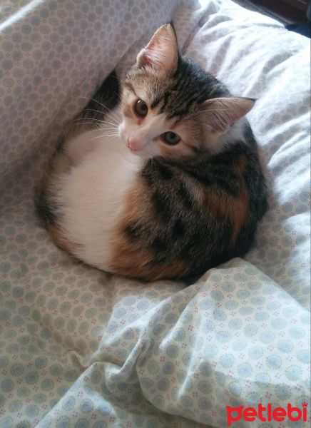 Tekir Kedi, Kedi  Tüylüş fotoğrafı