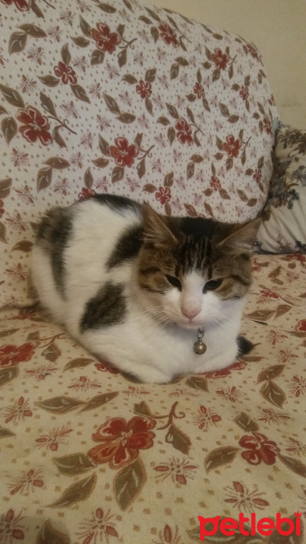 Tekir Kedi, Kedi  İlkay fotoğrafı